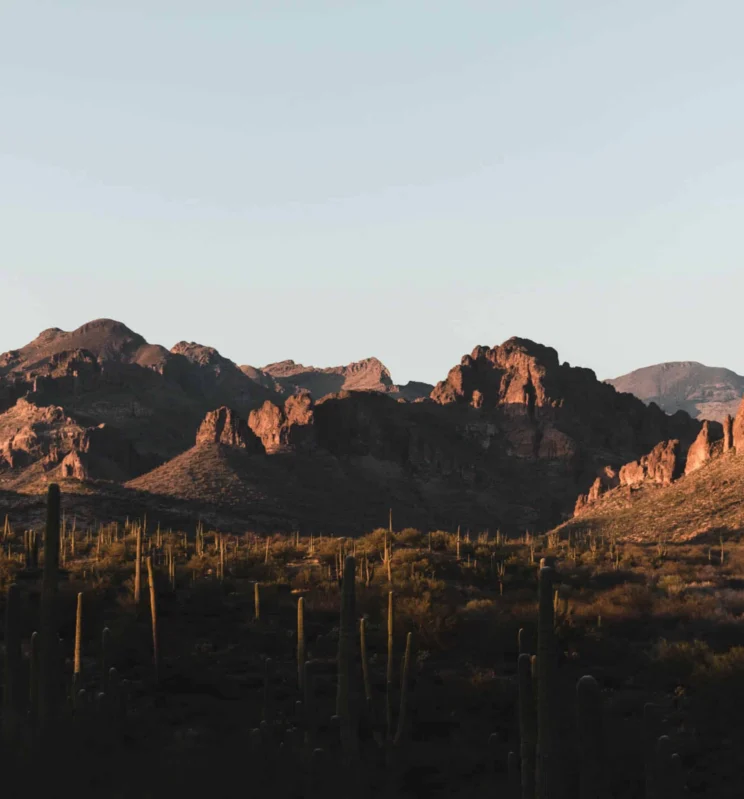 Desert landscape with tall cacti in the foreground and rugged mountains in the background, illuminated by low sunlight.