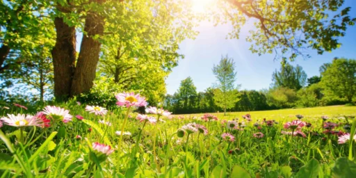 spring flowers
