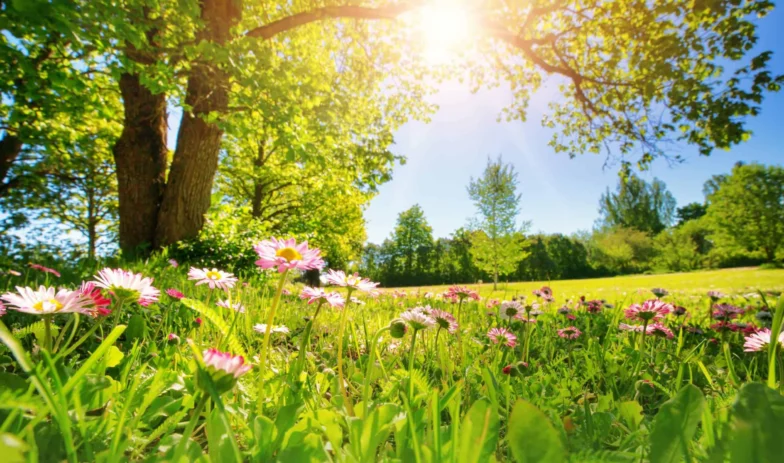 spring flowers